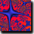 fractals