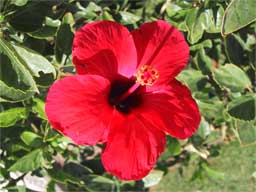 Hibiscus Umage