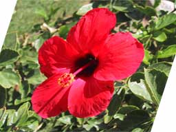 Hibiscus Umage