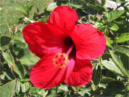 Hibiscus Umage