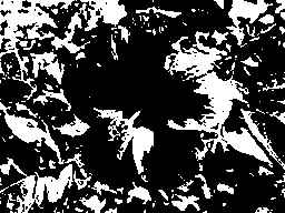 Hibiscus Umage
