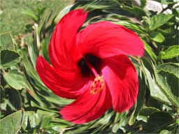 Hibiscus Umage