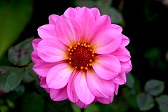 Hibiscus Image
