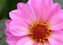 Hibiscus Image